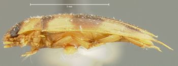 Media type: image;   Entomology 23944 Aspect: habitus lateral view